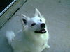 Spike