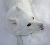 Snowflake!