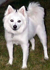 Symba