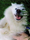 Budy