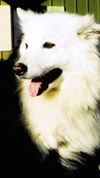 Budy