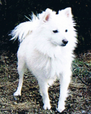 Lyla