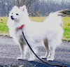 Lyla