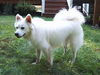 Shiloh!
