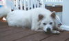 Shiloh!