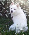 Shubi