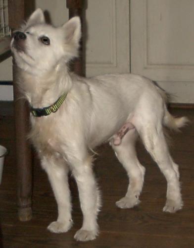 Sparkee
