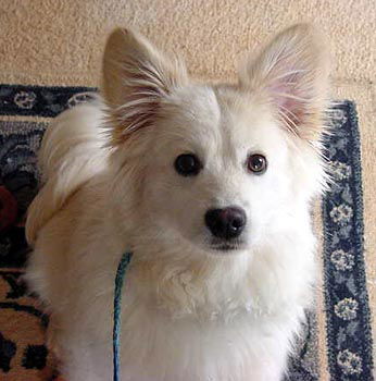 Bayley (Buckwheat)