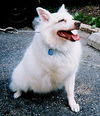 Snowey