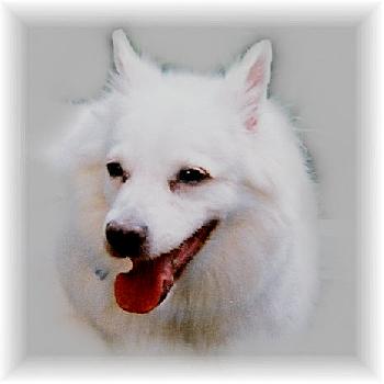 Snowey