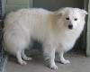 Spunky in NC