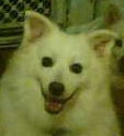 Spunky in NC
