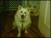 Spunky in NC