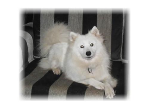 Trinity sales american eskimo