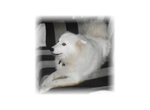 Trinity sales american eskimo