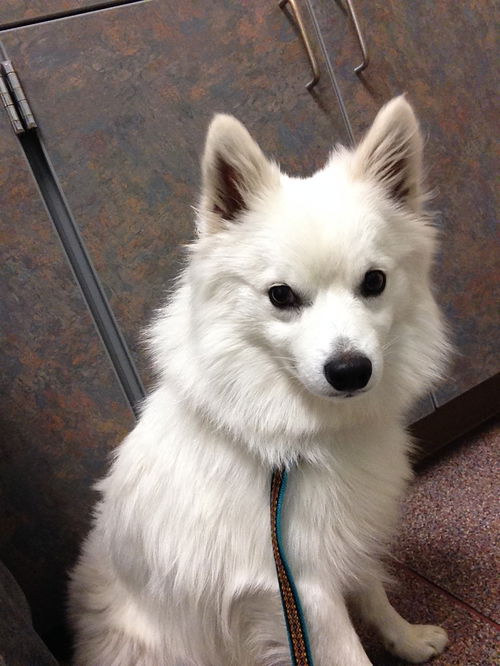 Aspen in CO