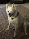 Loki of Melbourne, FL