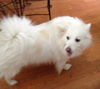 Lola of New Haven, CT