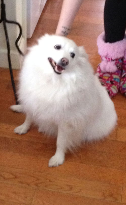 Lola of New Haven, CT