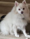 Koby of Manalapan, NJ
