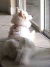 Kiska of Melbourne, FL