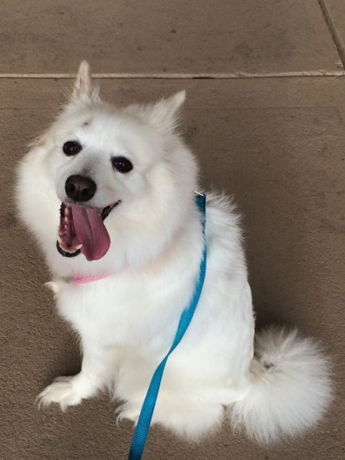 Kiska of Melbourne, FL