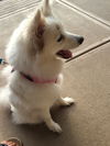 Kiska of Melbourne, FL