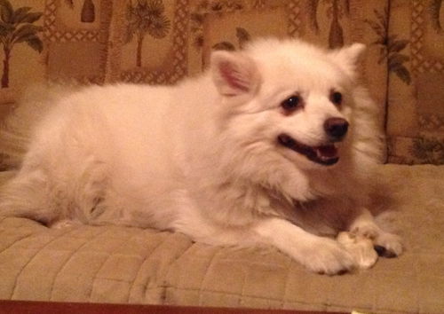 Star of Temescal Valley CA