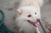 ShuShu of Clermont, FL
