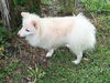 ShuShu of Clermont, FL