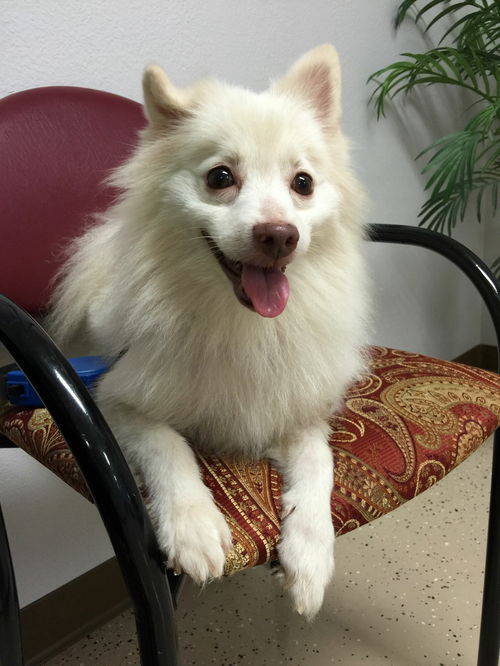 ShuShu of Clermont, FL