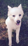 Sugar of Melbourne, Florida.