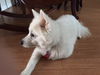 Sugar of Melbourne, Florida.