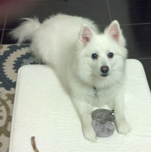 Sugar of Melbourne, Florida.