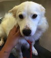 Snowy of Daphne, Alabama