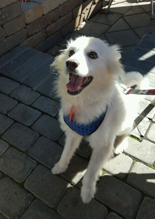 Koda of New Orleans, LA