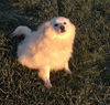 Snowball of Goodlettsville, TN