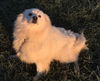 Snowball of Goodlettsville, TN