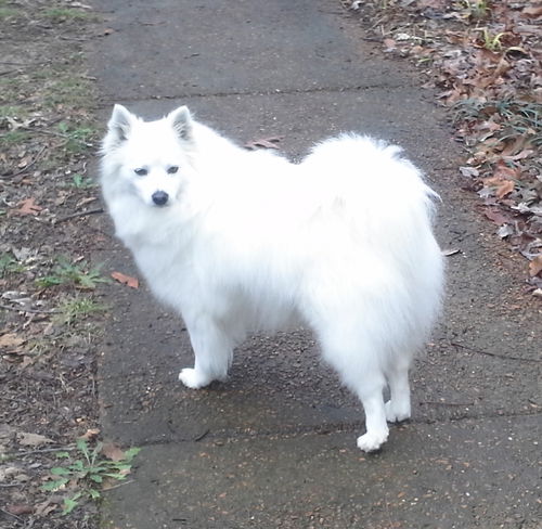 Snowball of Goodlettsville, TN