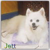 Jett of Miami, FL