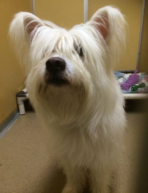 Snowball of Monmouth County NJ SPCA