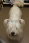Snowball of Monmouth County NJ SPCA