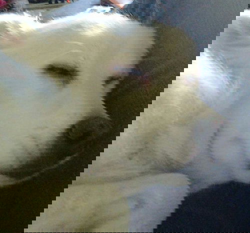 Sparky of  Cincinnati, OH