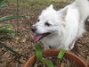Lily of Deltona, FL