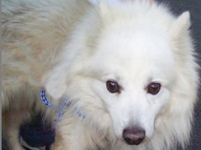Kola
