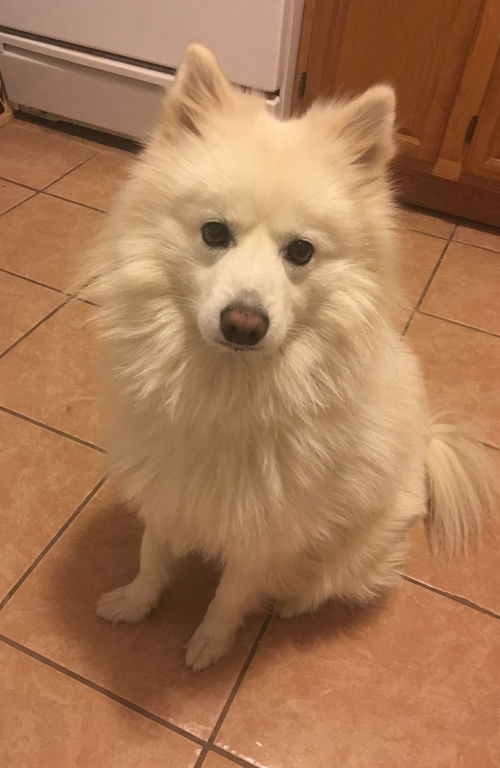 Koda  of Harrisburg, PA