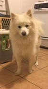 Koda  of Harrisburg, PA