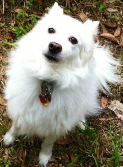 Koko of Florida