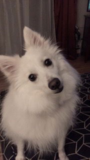 Kona of  Jacksonville, FL.