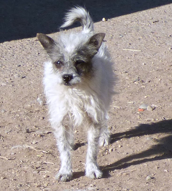 adoptable Dog in Albuquerque, NM named **ELIZA